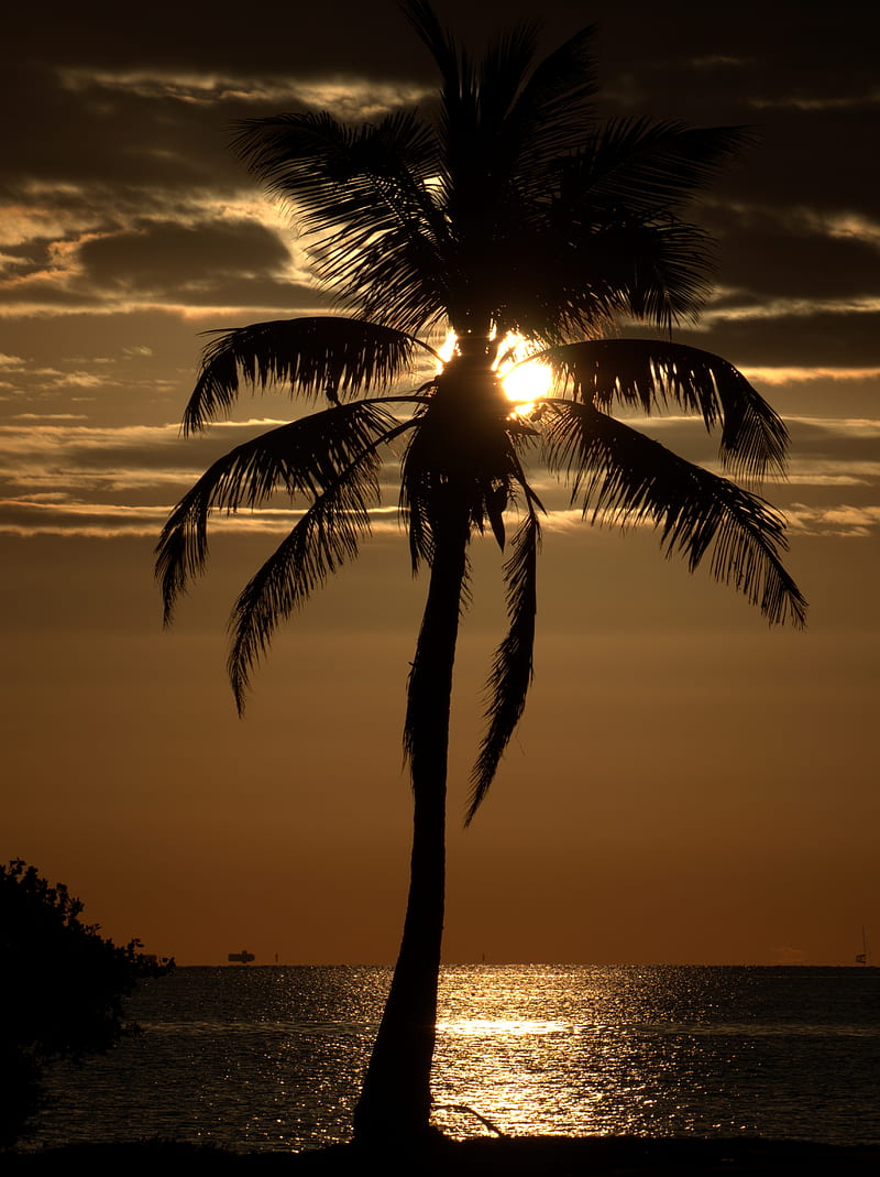 Beautiful Ocean Beach Sunset Palm Tree Nature Background Wallpaper Ocean  Sunset Beach Background Image And Wallpaper for Free Download