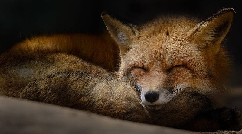 Sleeping fox, cute, fox, wild, wildlife, red fox, animals, wild animals, HD wallpaper