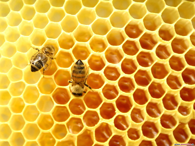 Honey, cones, hives, abstract, bees, sweet, HD wallpaper