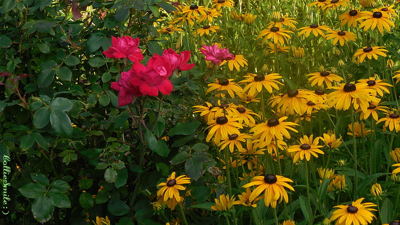 Roses & Black-Eyed Susans, black eyed susans, flowers, garden, susan, roses, b1ooms, Flower, HD wallpaper