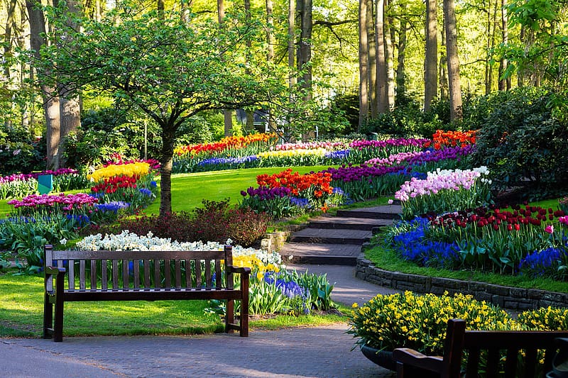 Keukenhof garden, park, bench, colorful, garden, beautiful, spring, tulips, walk, rest, freshness, trees, flowers, alley, HD wallpaper