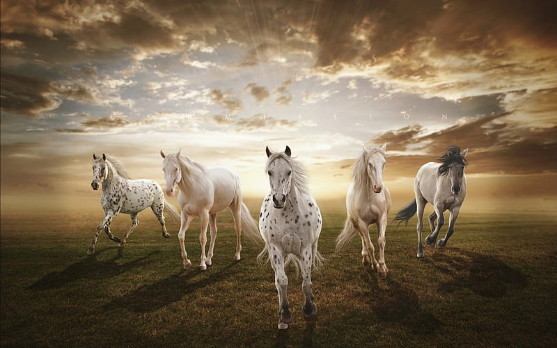 Horses, nature, fantasy, horse, wild, HD wallpaper
