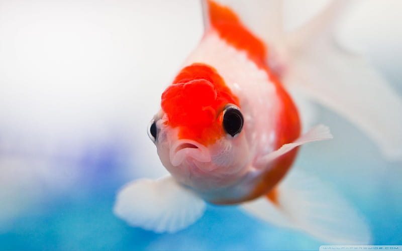 goldfish-The mysterious world of the sea, HD wallpaper