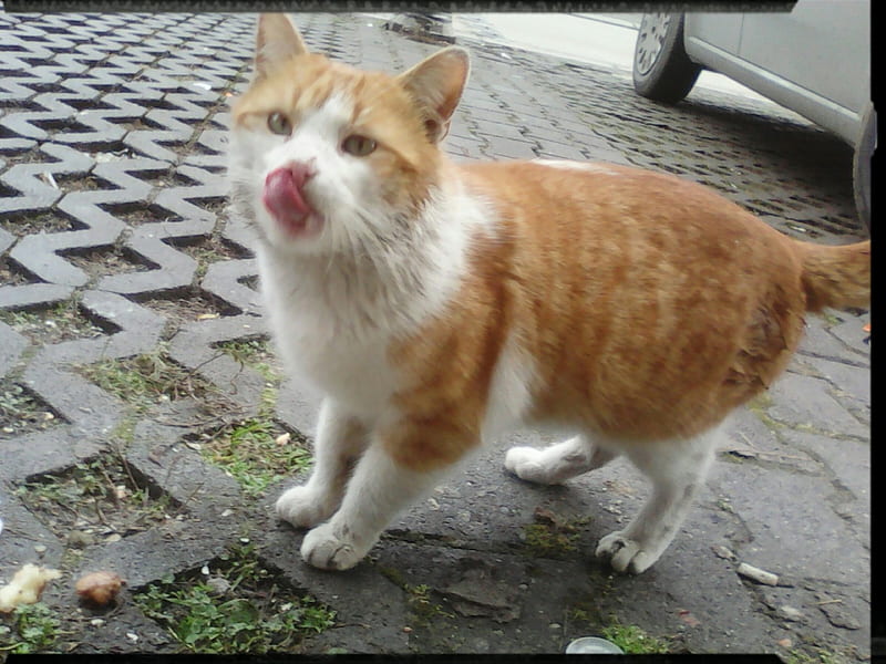 cat from neighbourhood, cute, red, cats, outdoor, HD wallpaper