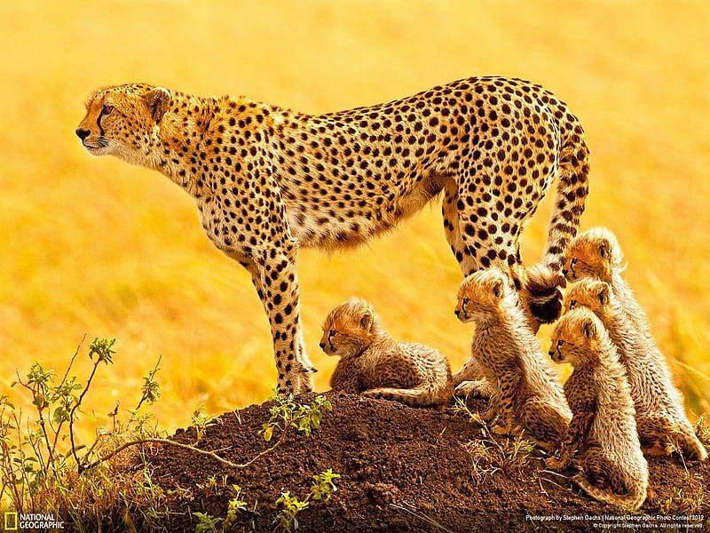 The Matriarch-2012 National Geographic graphy, HD wallpaper