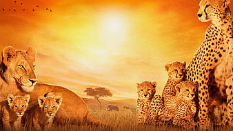 African Cats, african, cats, animals, lion, cheetah, HD wallpaper