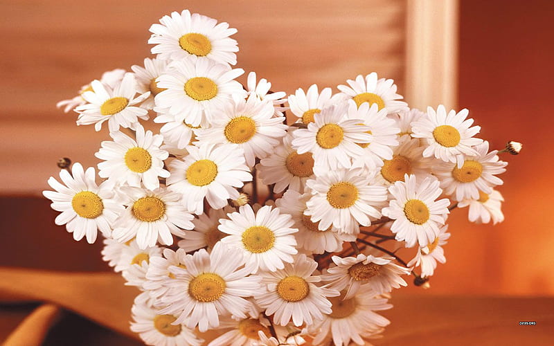 White daisies, margarita, life, flower, nature, petal, daisy, HD wallpaper