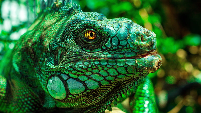 green iguana, reptile, close-up, skin, bokeh, Animal, HD wallpaper