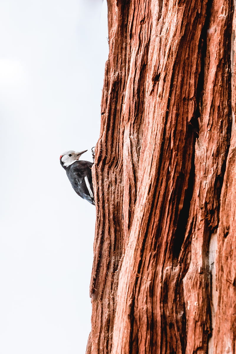 woodpecker, bird, tree, bark, HD phone wallpaper
