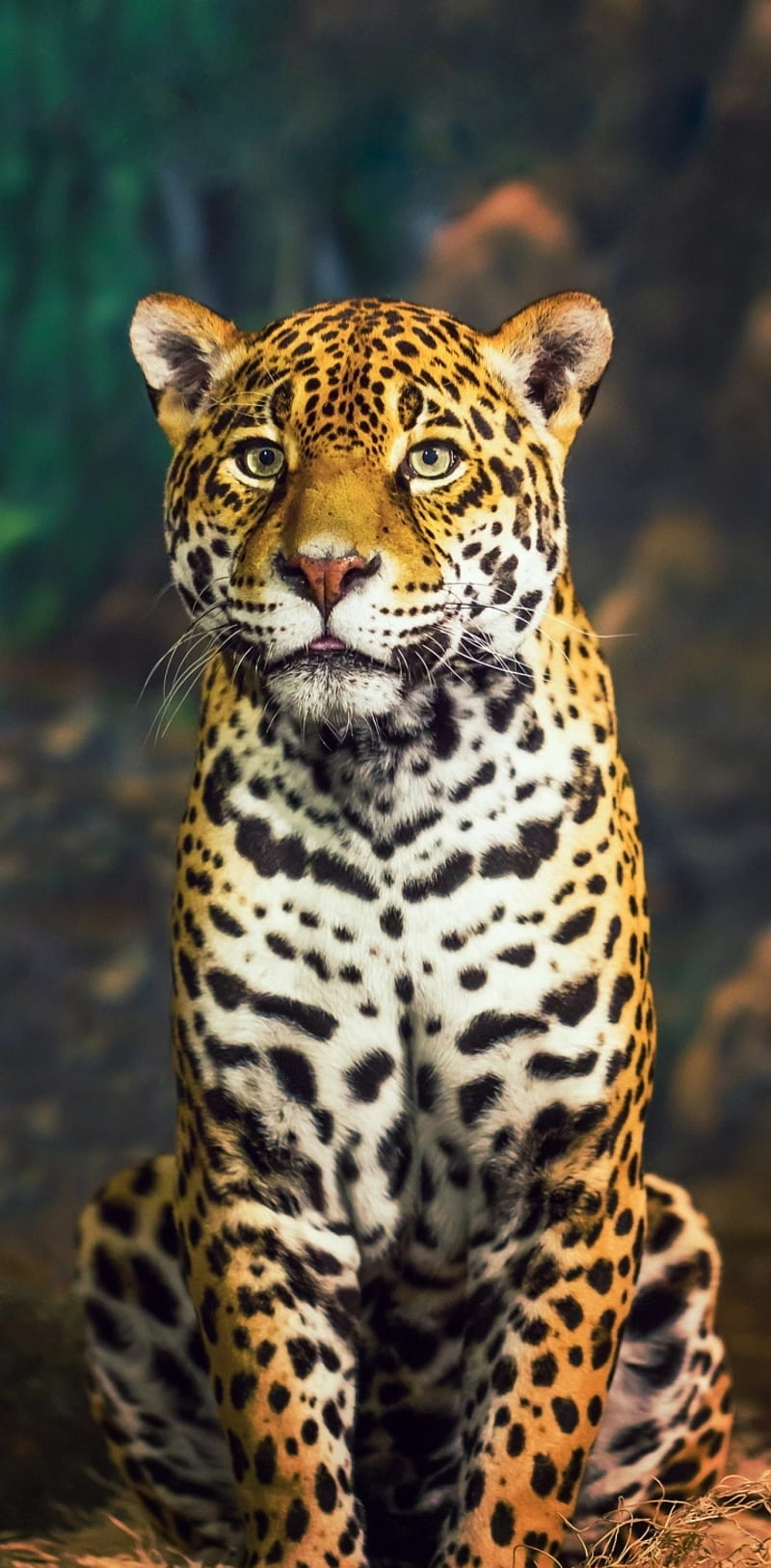 Cheetah, animal, big, black, cats, jaguar, leopard, HD phone wallpaper |  Peakpx