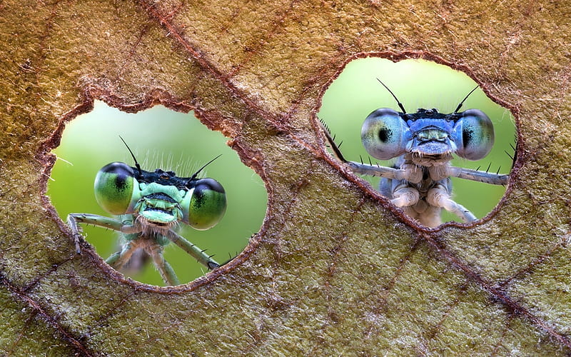 :D, green, insect, dragonfly, funny, eyes, couple, leaf, HD wallpaper