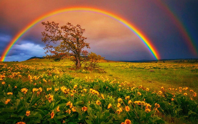 Rainbow, nature, landscape, HD wallpaper
