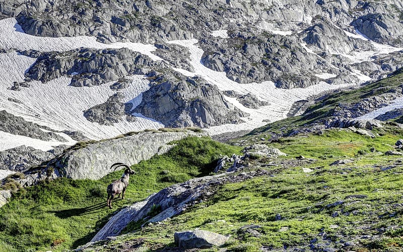 Animal, Alpine Ibex, HD wallpaper