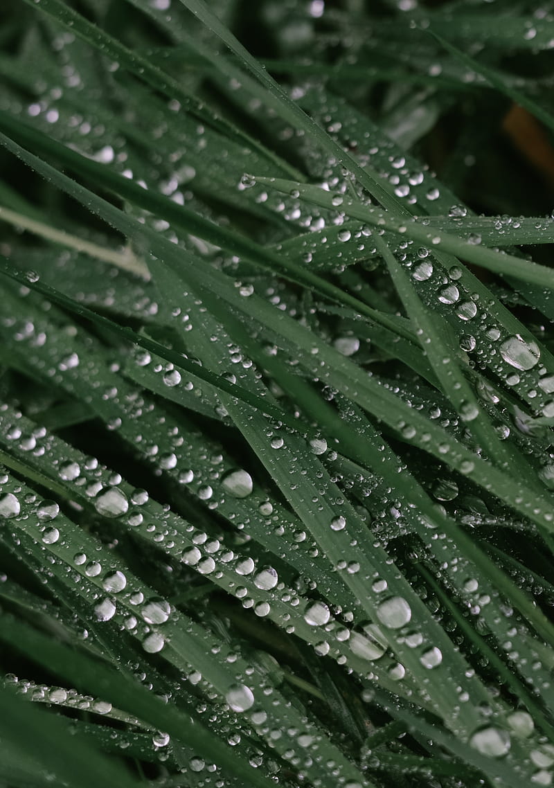 drops, dew, grass, leaves, macro, HD phone wallpaper