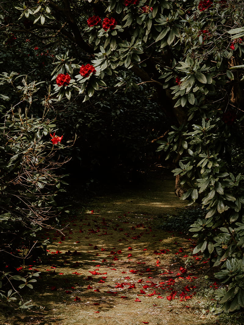 tree, flowers, red, plant, garden, HD phone wallpaper
