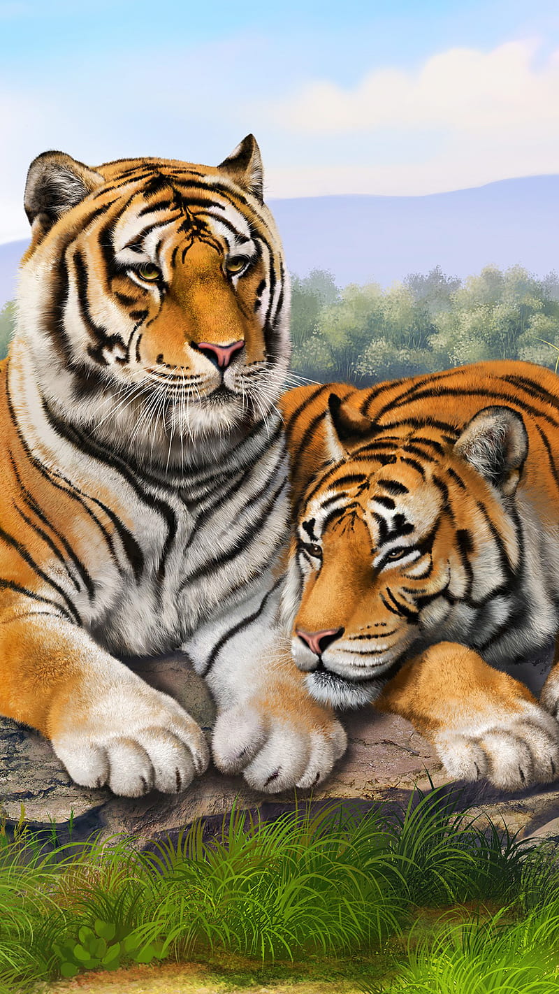 very calm tigers, animals, grass, wild, HD phone wallpaper