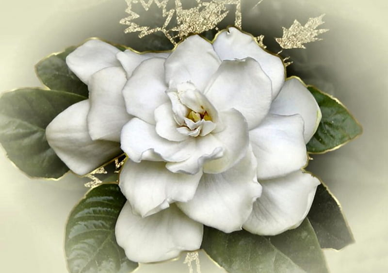 Embellished Gardenia 1 graphy, romance, love, flower, gardenia, beauty, floral, HD wallpaper