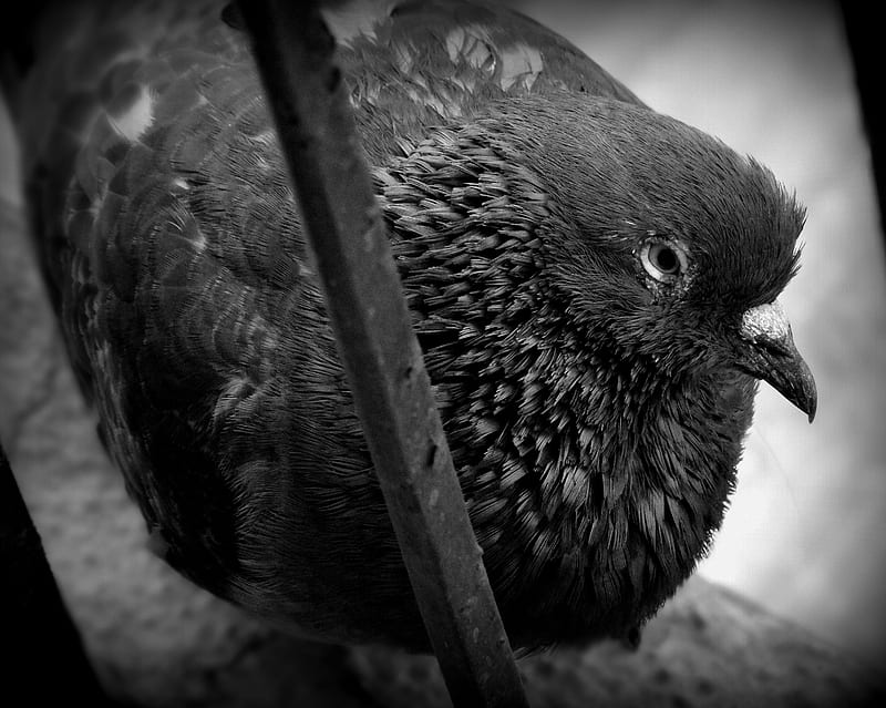 black-pigeon-n, black, pigeon, HD wallpaper black-pigeon-n, black, pigeon, HD wallpaper
