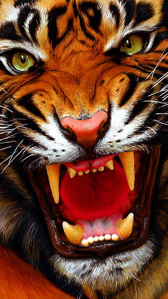 Tiger Wallpaper  Tiger wallpaper, Desktop wallpapers backgrounds, Desktop  wallpaper