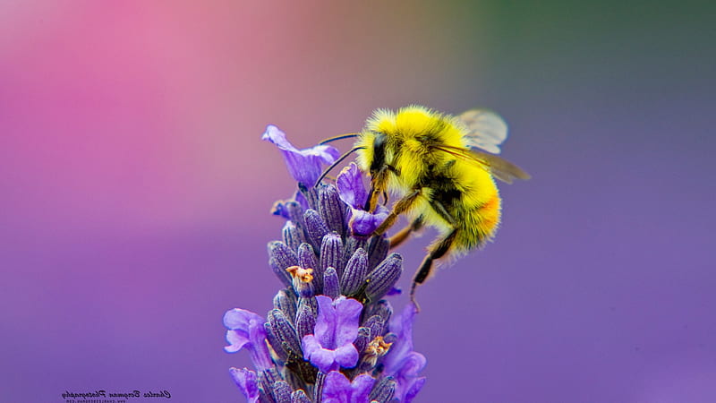 Honey Bee Lavendar Nectar, animals, honey-bee, bee, HD wallpaper