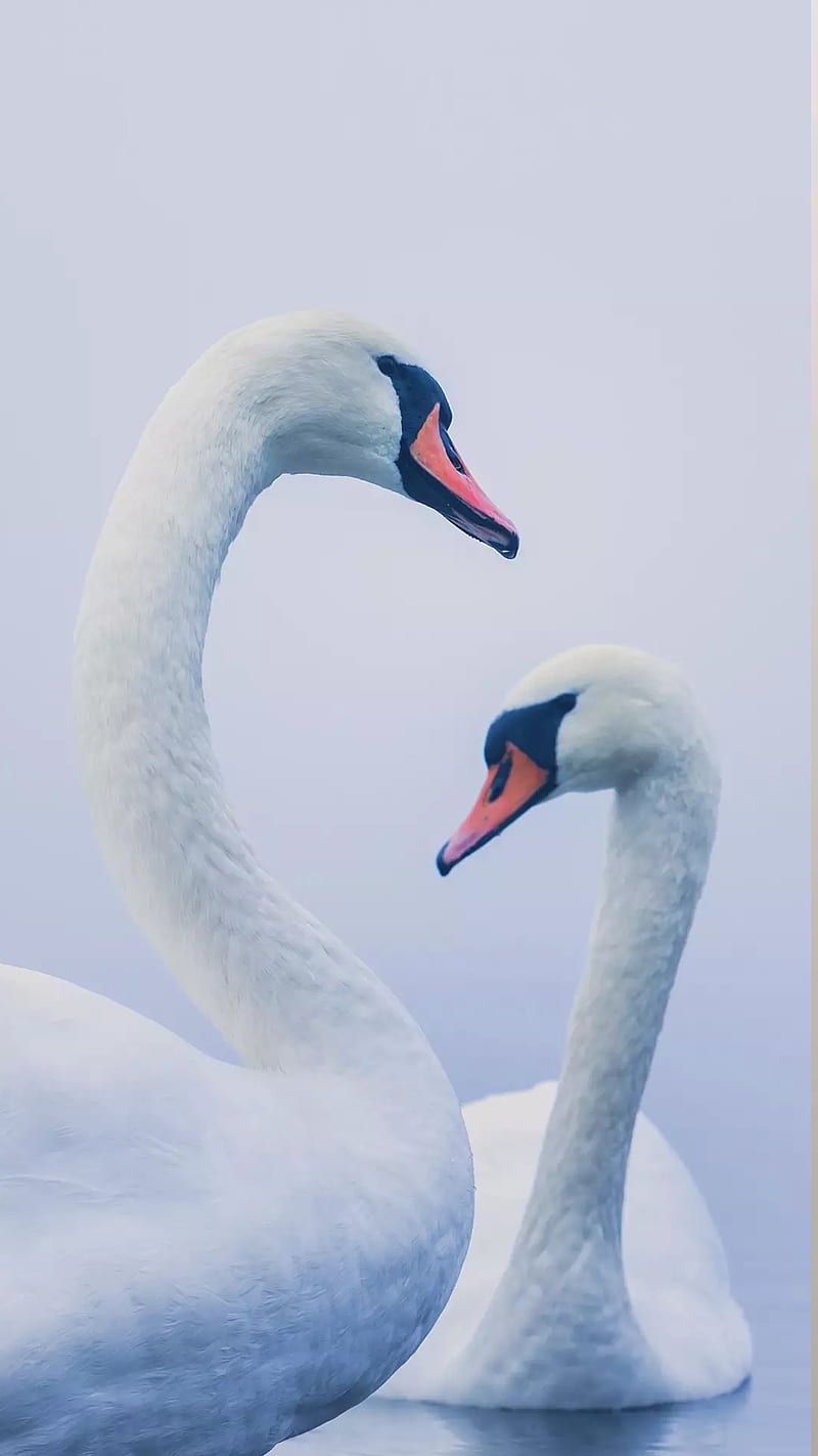 White, swan, HD phone wallpaper | Peakpx