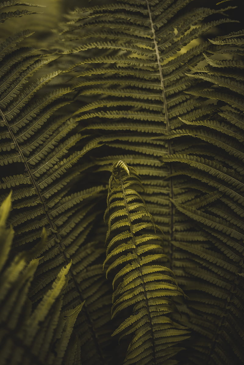 fern, plant, leaves, branches, HD phone wallpaper