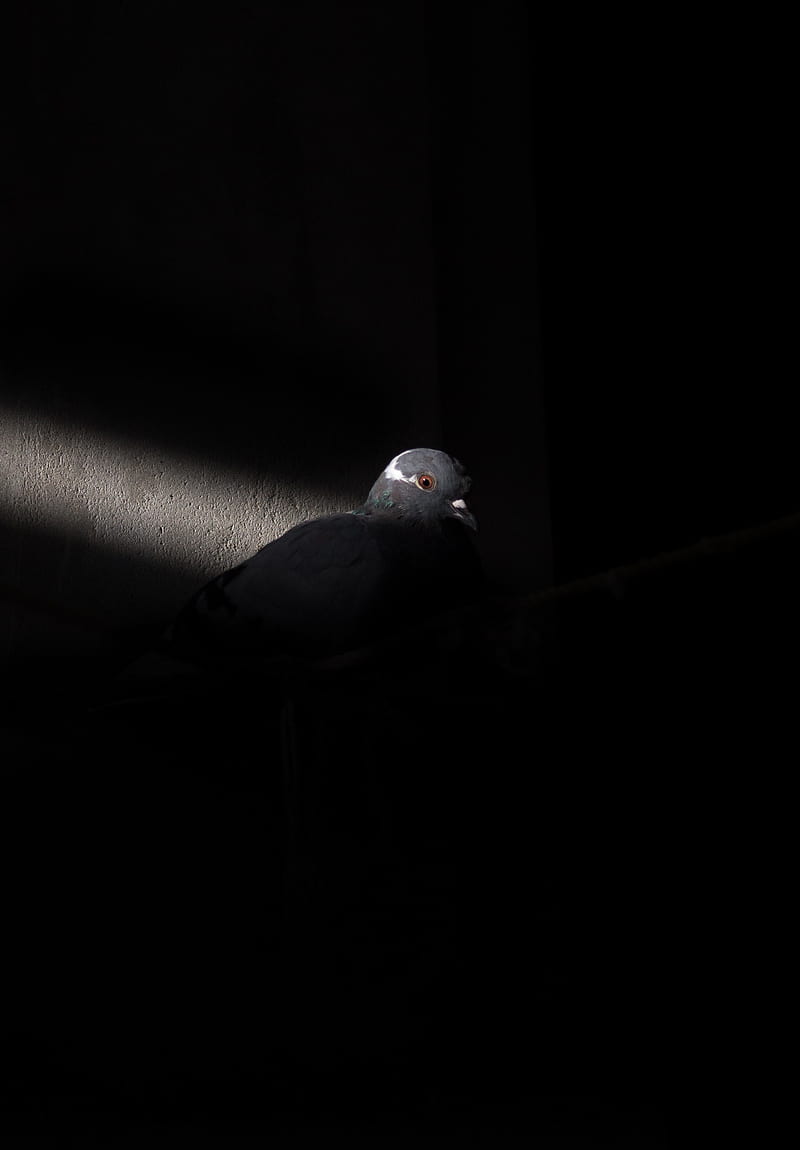 dove, bird, light, black, HD phone wallpaper
