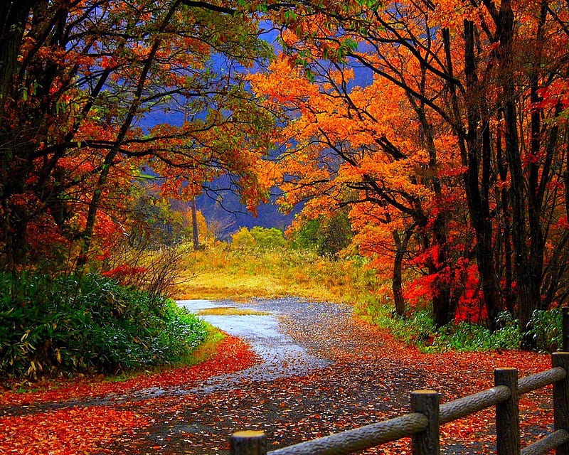 Bosque de otoño, hermoso, lindo, mira, bonito, Fondo de pantalla HD | Peakpx