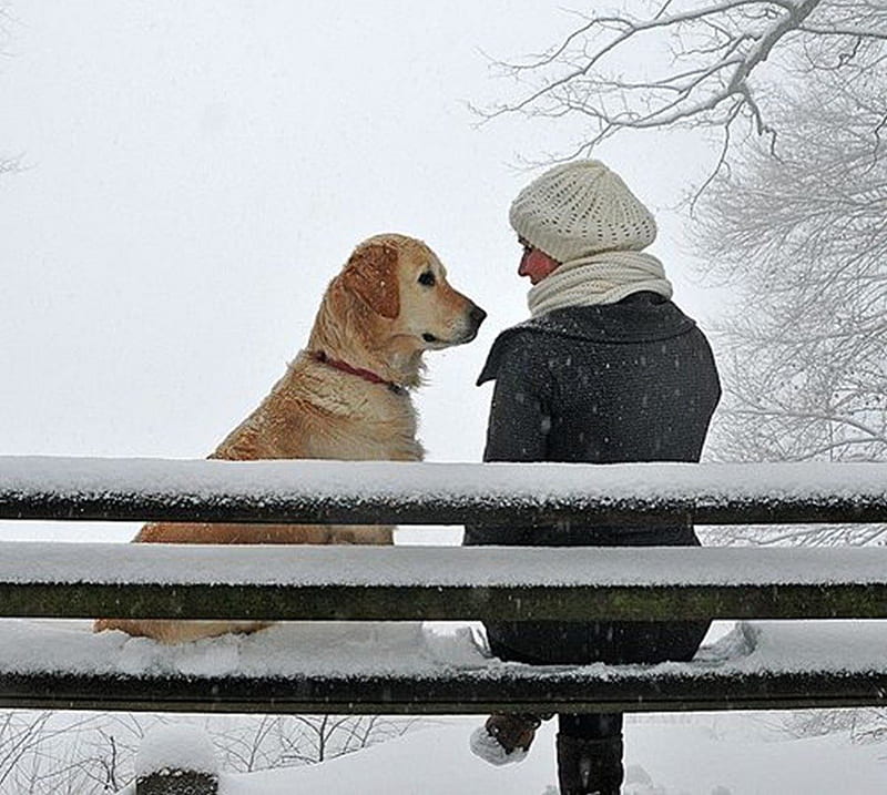 friendly, graphy, people, animals, dogs, winter, HD wallpaper