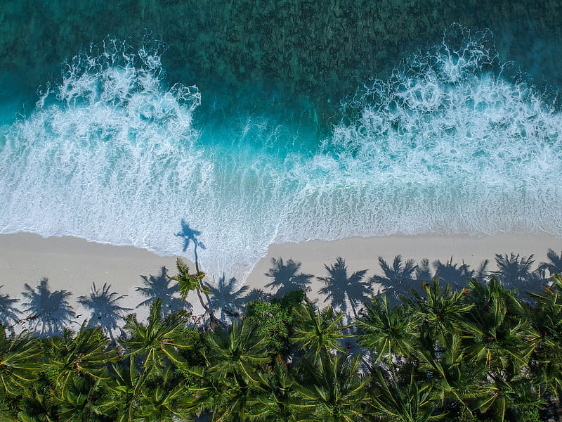 palm trees, ocean, aerial view, surf, wave, foam, HD wallpaper