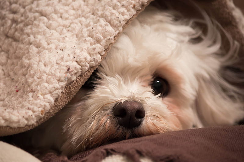 Little puppy, Cute, Blanket, Face, Dog, HD wallpaper
