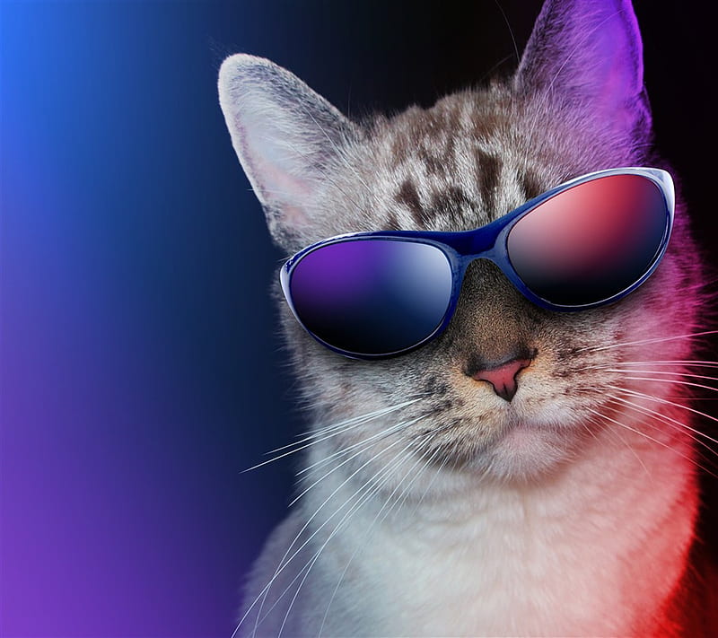 Funny Cat, cat, funny, HD wallpaper