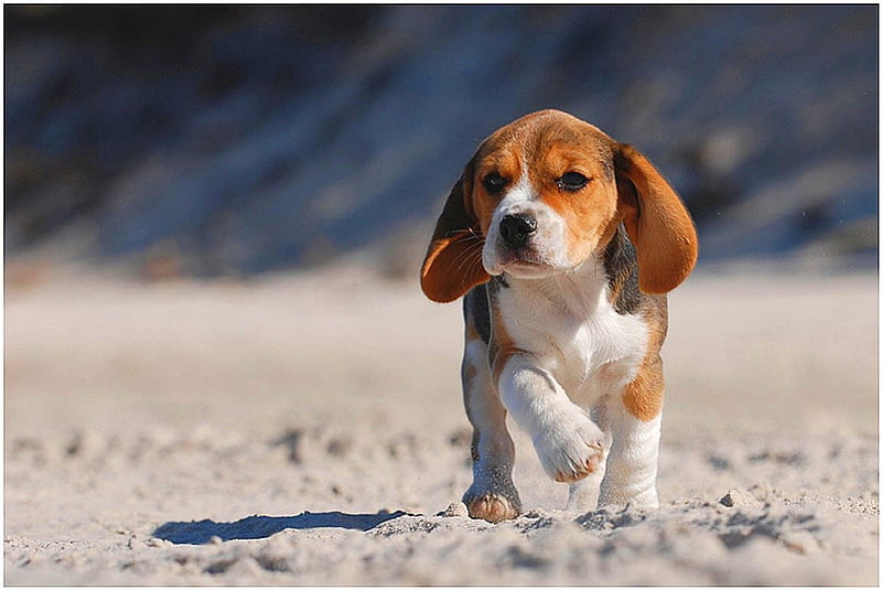 Dog - beagle, little, playful, beagle, bonito, clouds, sea, sweet, beach,  sand, HD wallpaper | Peakpx