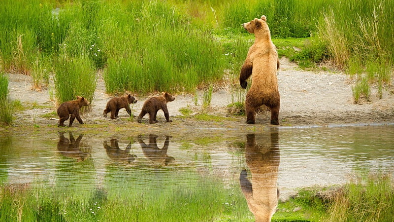Cute bear family, family, brown, cub, bear, nature, river, HD wallpaper