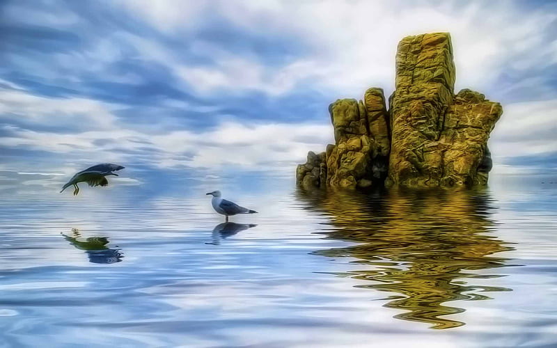 You Are Not Alone, bird, rock, ocean, seagull, sky, blue, HD wallpaper