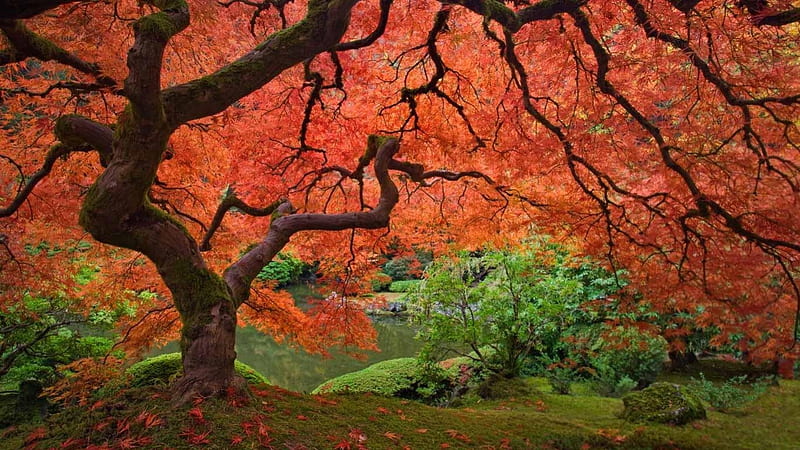 Japanese Garden, autumn, tree, japan, japanese, maple, garden, HD wallpaper