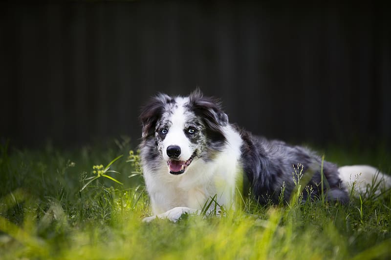 cumberland sheepdog, sheepdog, dog, pet, grass, HD wallpaper