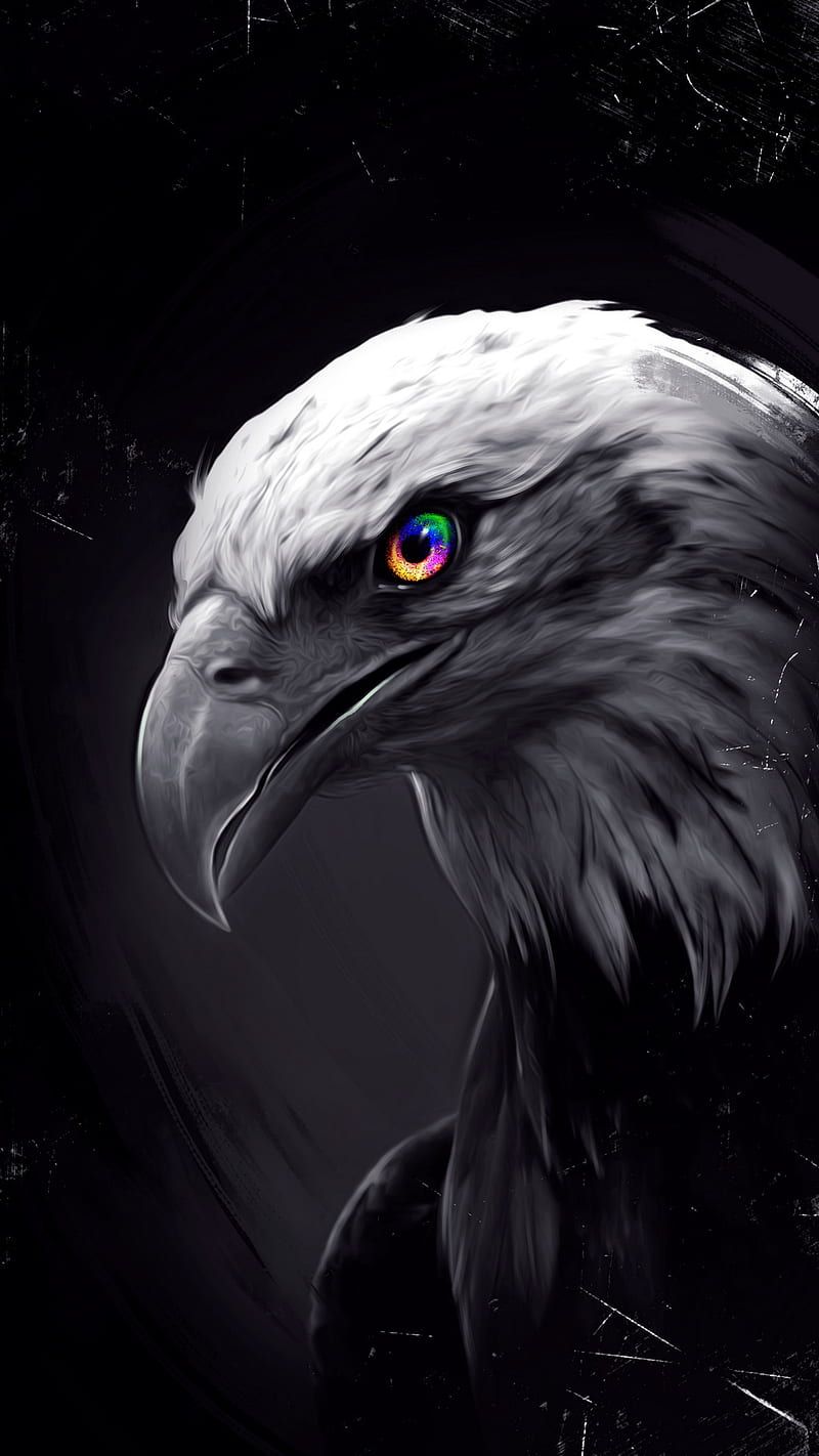 Eagle eye, animal, black and white, bird, black and white, bw, colorful, eagle, eye, face, usa, HD phone wallpaper