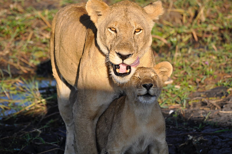 lions, lioness, lion cub, mom, cub, animals, predators, HD wallpaper