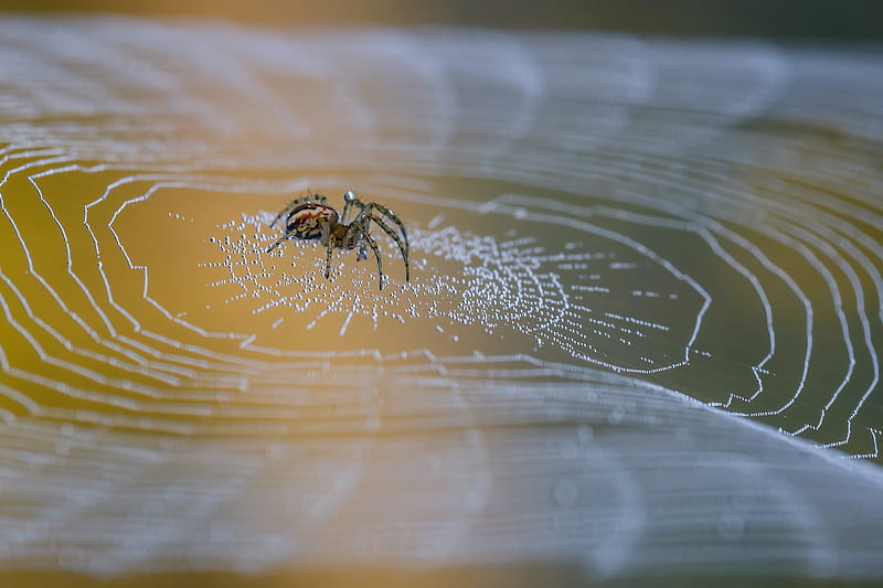 Spiders, Spider, Arachnid, Macro, Spider Web, HD wallpaper