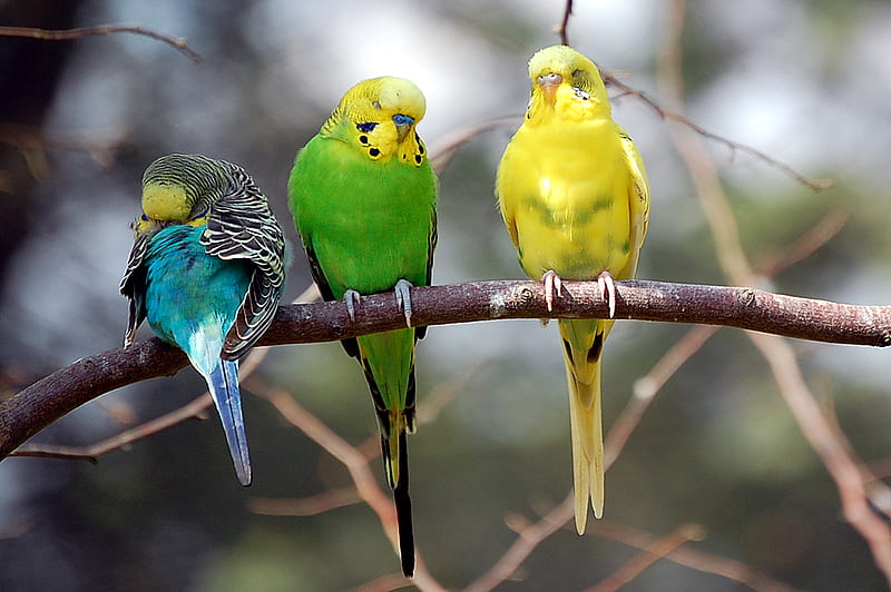 Colorful Friends, tree, orange, birds, yellow, parakeet, gren, blue, feathers, HD wallpaper