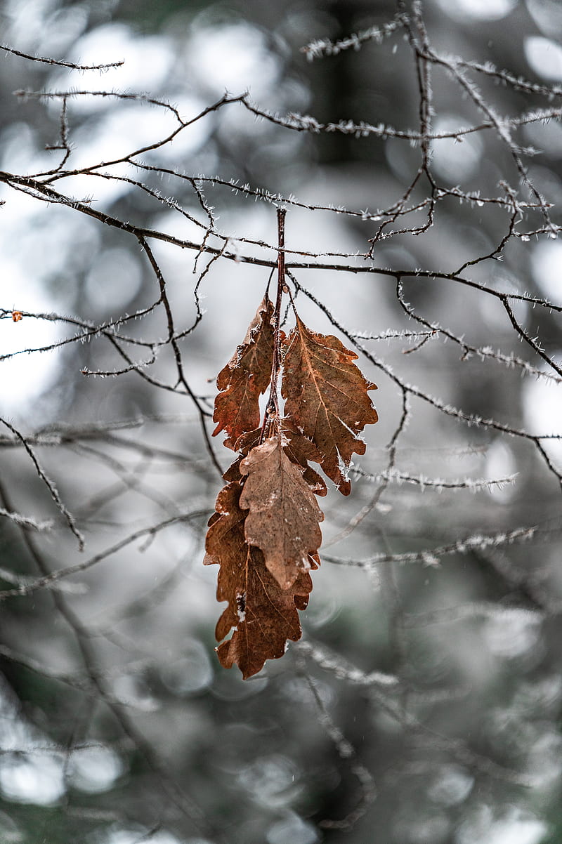 branch, leaves, frost, macro, HD phone wallpaper