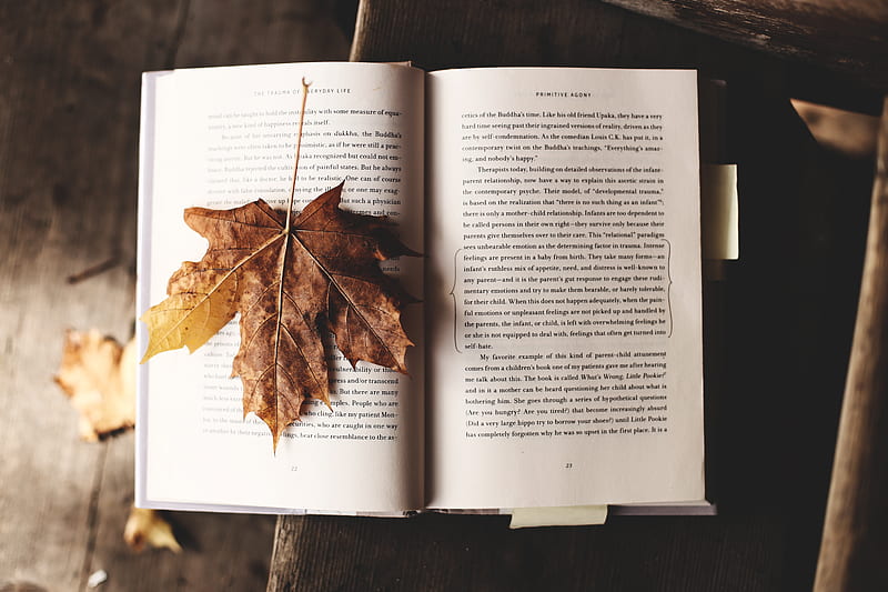 brown maple leaf on open book, HD wallpaper
