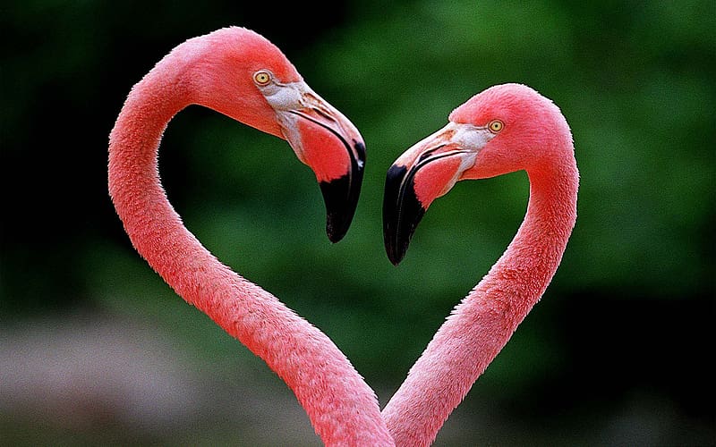 Birds, Flamingo, Bird, Animal, Heart Shaped, HD wallpaper