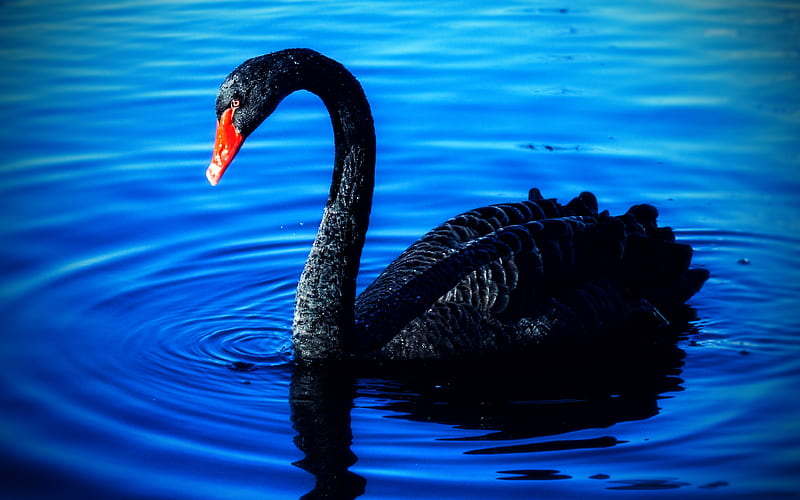 black swan blue lake, beautiful birds, swans, Cygnus atratus, Australian black swan, HD wallpaper