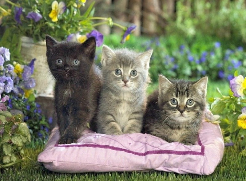 free download | Cute trio in the garden, cute, trio, kittens, garden ...