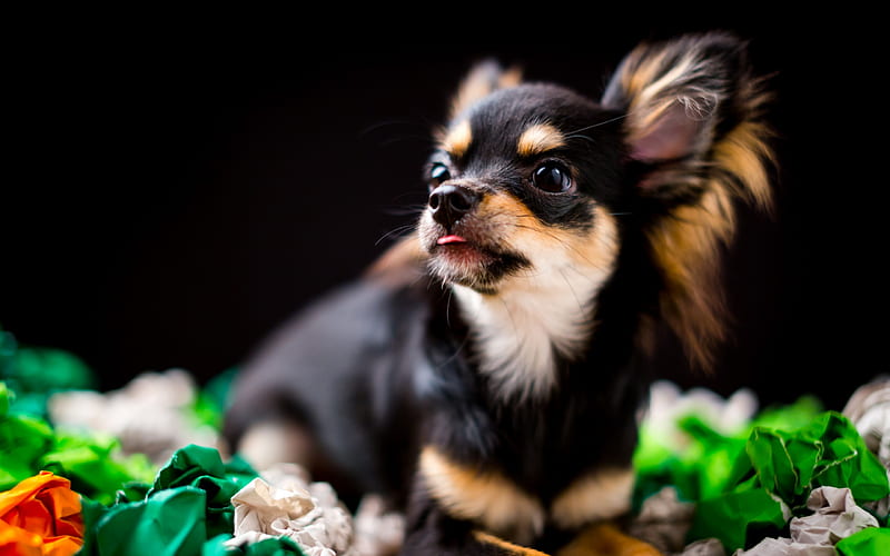 Chihuahua Dog, pets, dogs, cute animals, Chihuahua, HD wallpaper
