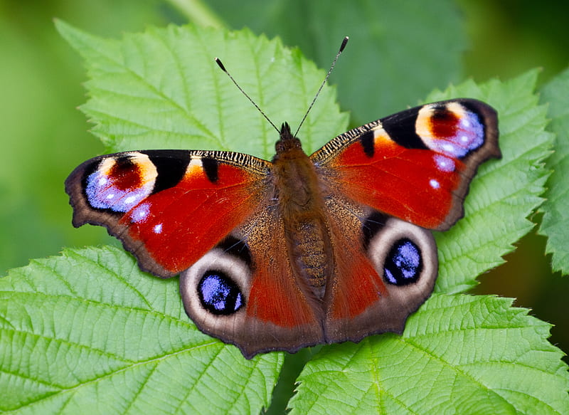 Peacock Butterfly, animal, peacock, butterfly, insect, HD wallpaper