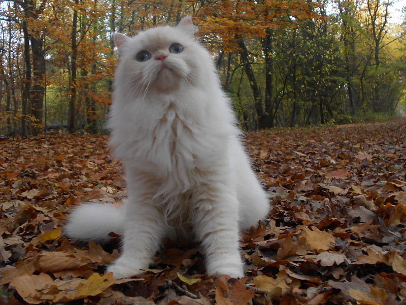 White Forest Cat, Herbst, Forest, Carisma, Cat, HD wallpaper