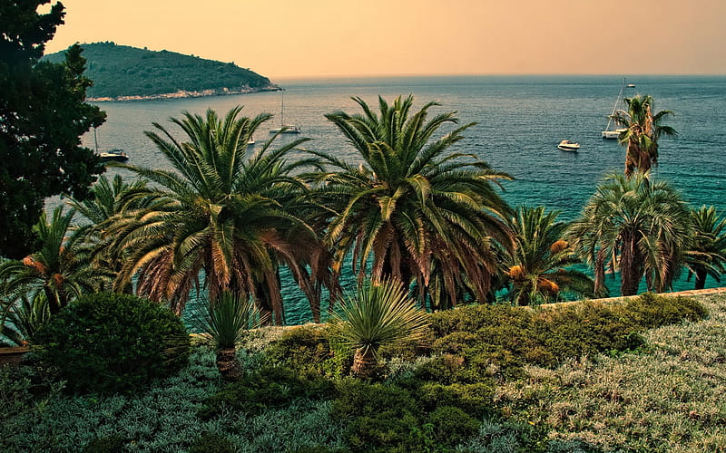 Dubrovnik, evening, sea, yachts, seascape, palm trees, Adriatic sea, Croatia, HD wallpaper